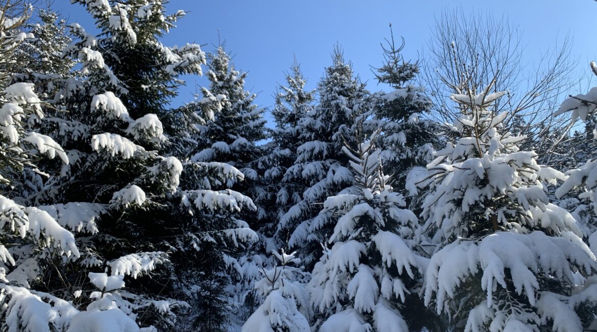 Schneebedeckte Nadelbäume entlang des Klobunzeleweges